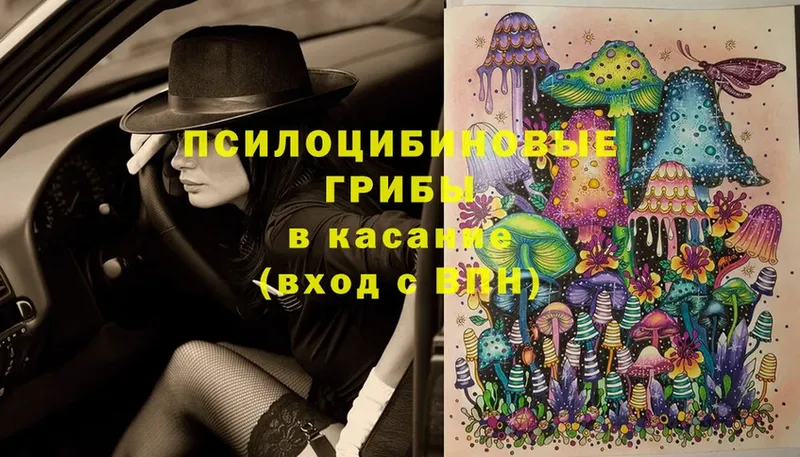 Псилоцибиновые грибы Cubensis  Белоозёрский 